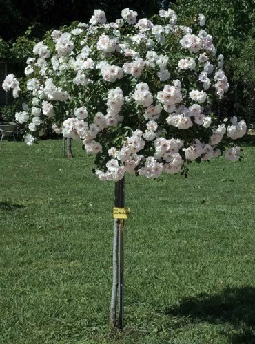 Rose tree Weeping 140 cm BLANC MEILLANDECOR ® Meicoublan