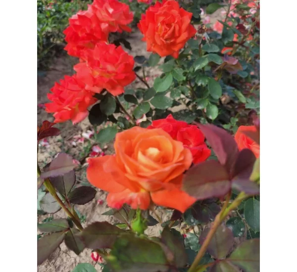 Rosebush Fresco ® Ruico