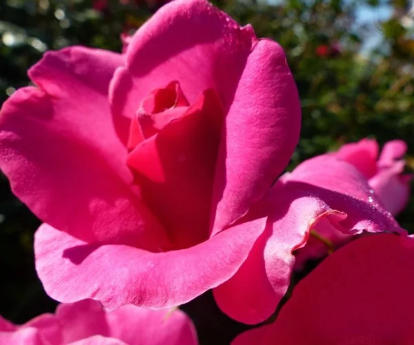 Rose MANOU MEILLAND ® Meitulimon