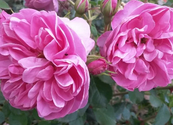 Rosebush Allegro GP ® Meileodevin