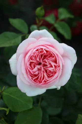 Rose STIEL 100 cm BOBINO ® Tan04608