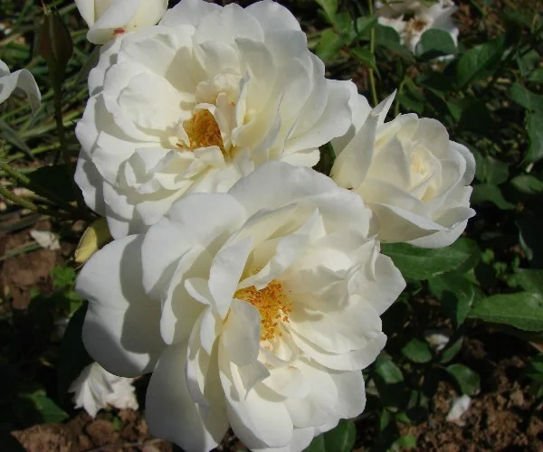 Rosenstrauch Iceberg (FEE DER SCHNEE)