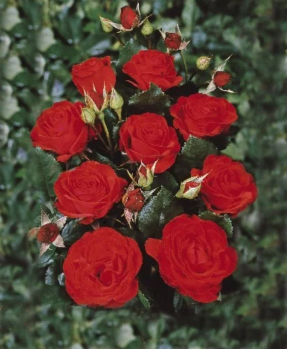 Rosenstrauch Montana ® Royal Occasion