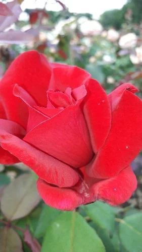Rose JUBILE PAPA MEILLAND ® Meiceazar