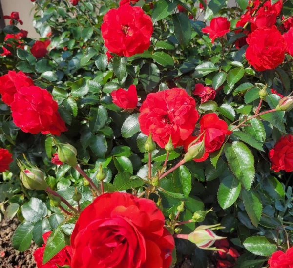 Rosenstrauch Scarlet Bonica ® Meiscarlebo