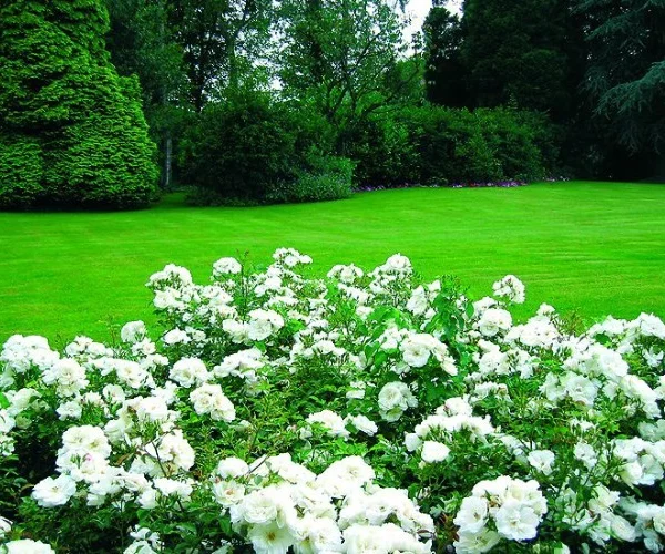 Rose OPALIA ® Noaschnee