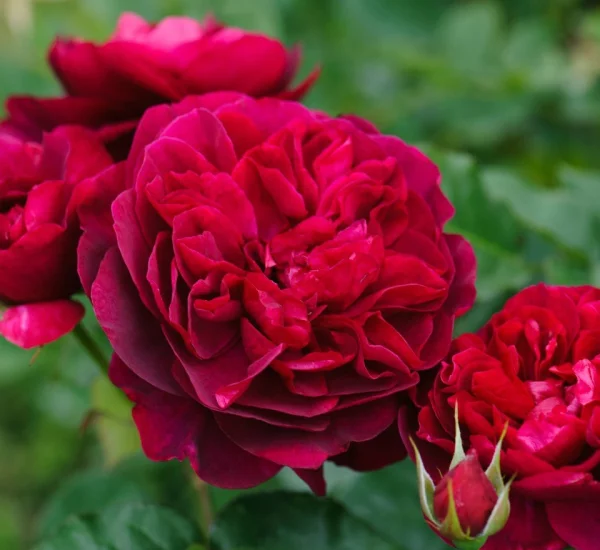 Rose STAMM 100 cm DARCEY BUSSELL ® Ausdecorum