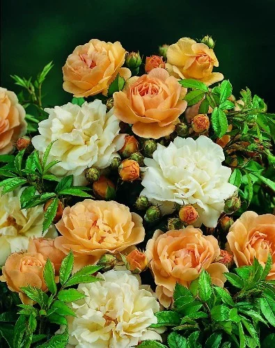 Rose Überhängend 140 cm GHISLAINE DE FELIGONDE