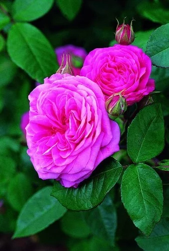 Rose STAMM 90 cm GERTRUDE JEKYLL ® Ausboard