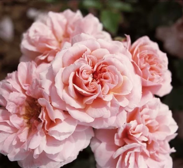 Rose STAMM 100 cm BOTTICELLI ® Meisylpho