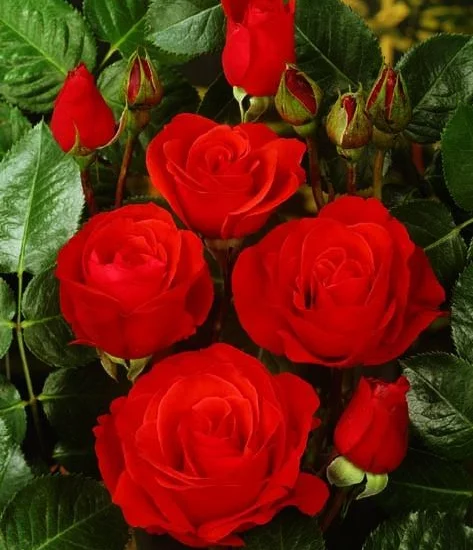Rosenstrauch Chorus ® Meijulita