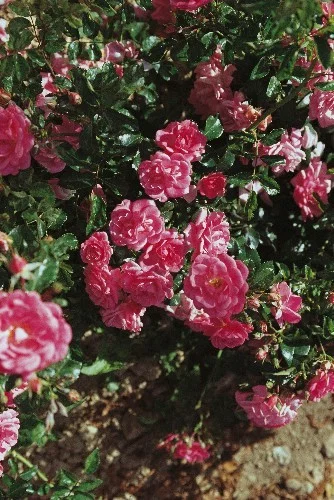 Rosenstrauch Beauce ® Korsilan