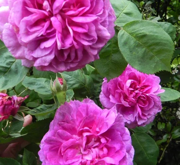 Rose STAMM 100 cm ROSE DE RESCHT