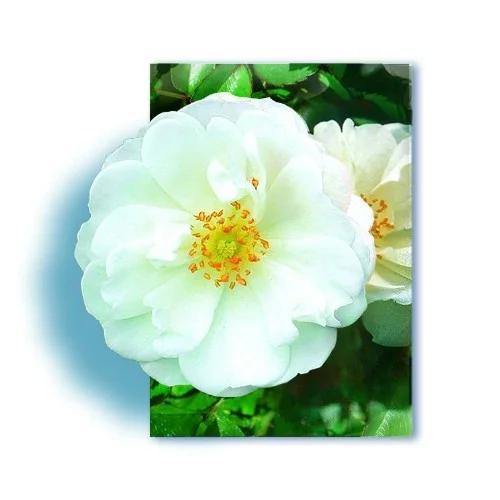 Rose STIEL 100 cm OPALIA ® Noaschnee