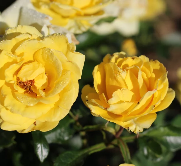Rosebush Rayon De Soleil ® Meianycid
