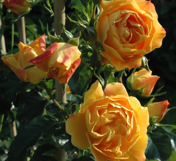 Rosebush Xcellence De Frontignan ® Tan10553