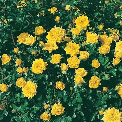 Rosenstrauch Bijou d'Or ® Tanledolg