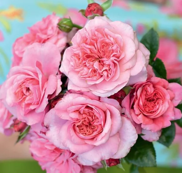 Rosenstrauch Pink Voluptia ® Noa1811108