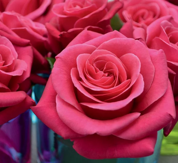Rosebush Crazy Pink Voluptia ® Noa16071