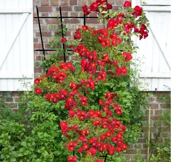 Rosebush Vesuvia ® Noa 201130