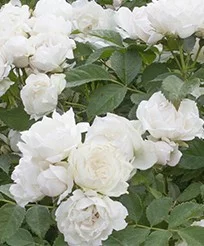 Rosenstrauch Crème Chantilly ® Meiradena