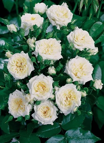 Rosenstrauch Little White ® Tan98145
