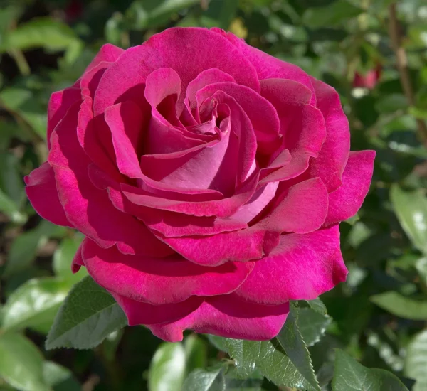 Rosenstrauch Belles Rives ® Meizolnil