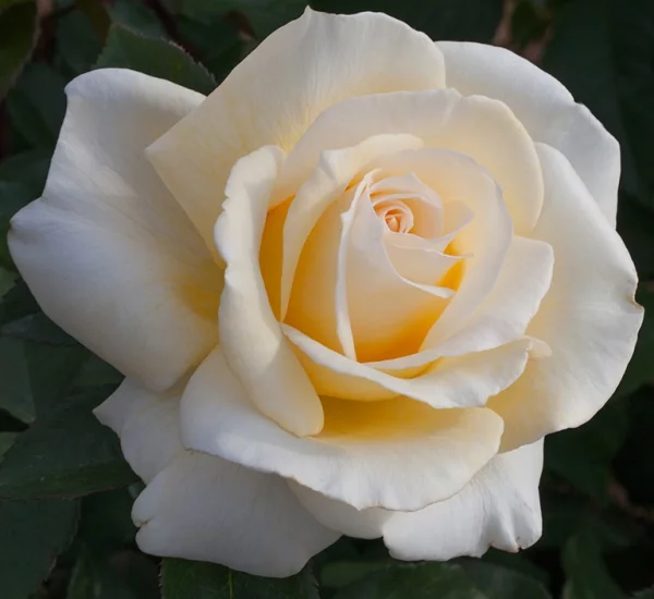 Rosebush Christophe Dechavanne ® Meibarbaru