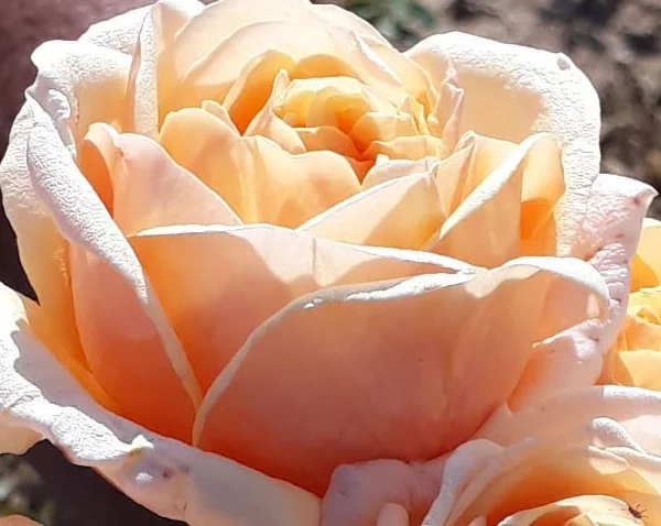 Rosenstrauch Folie'Flore ® Barmarcreme