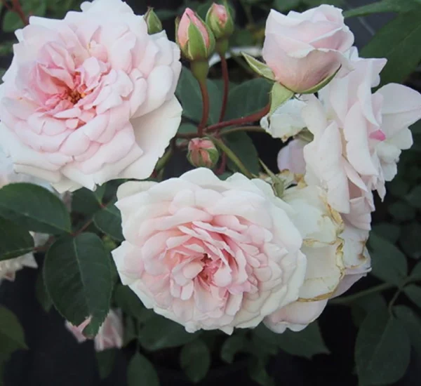 Rosenstrauch Marie Pavie