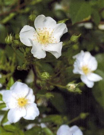 Rosentrauch Rosanatura Alba ® Visamalbi