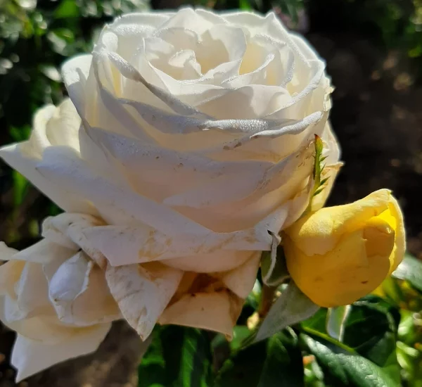 Rosenstrauch Jeanne Coeur ® Oranobri