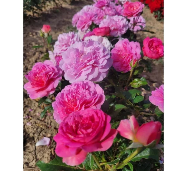 Rosenstrauch Baie des Anges Romantica ® Radprov