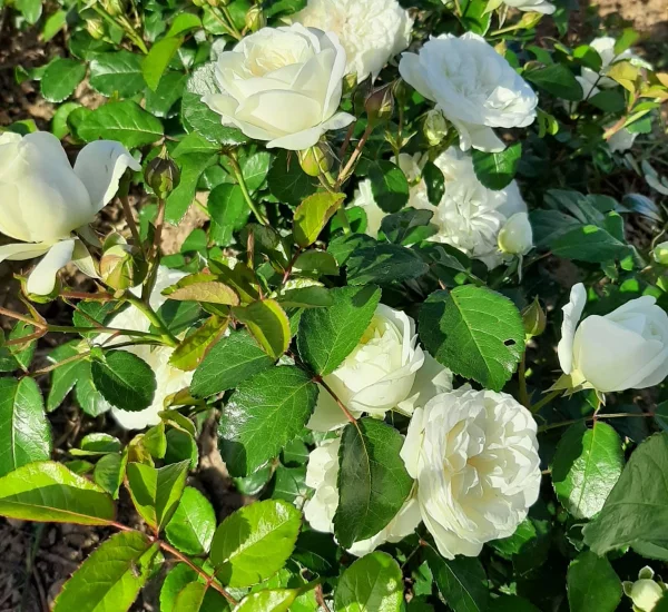 Rosebush Marina Picasso ® Meidyceus