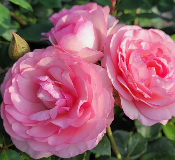 Rosebush Mini Pierre De Ronsard ® Meibigboni
