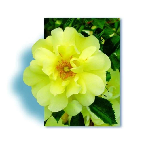 Rosier Celina ® Noason