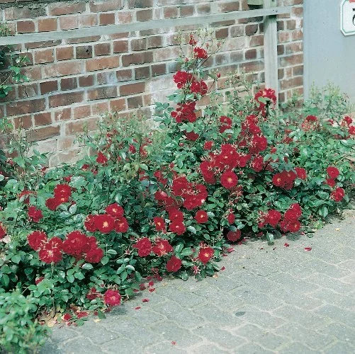 Rosal Mainaufeuer ® Kortemma