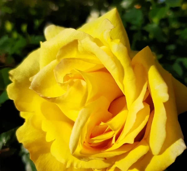 Rosebush Bellagio ® Lapgio