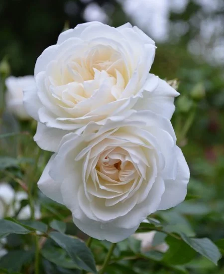 ROSIER TIGE ICEBERG