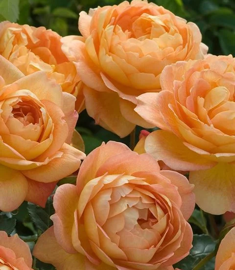 Rose STAMM 100 cm Lady Of Shalott