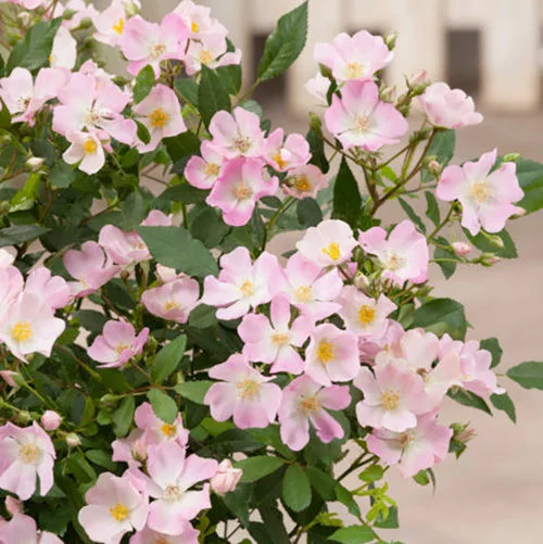 Rosentrauch Rosanatura Rosea ® Vispaniuc