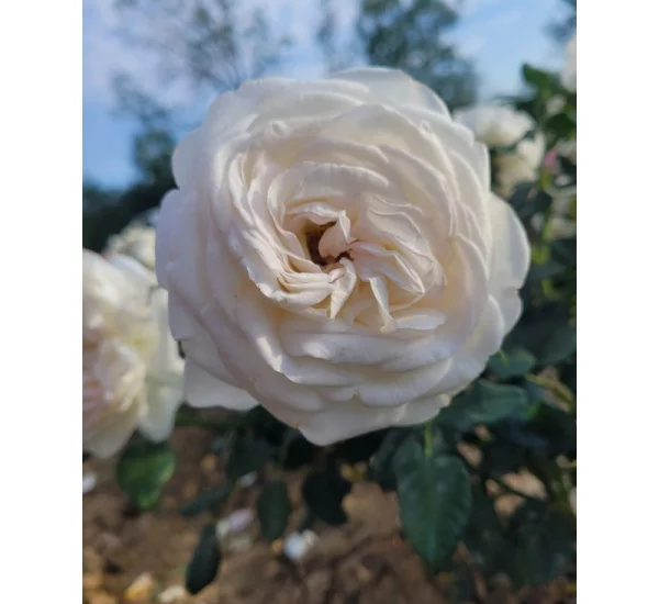Rosenstrauch Camille Claudel ® Meiroguste