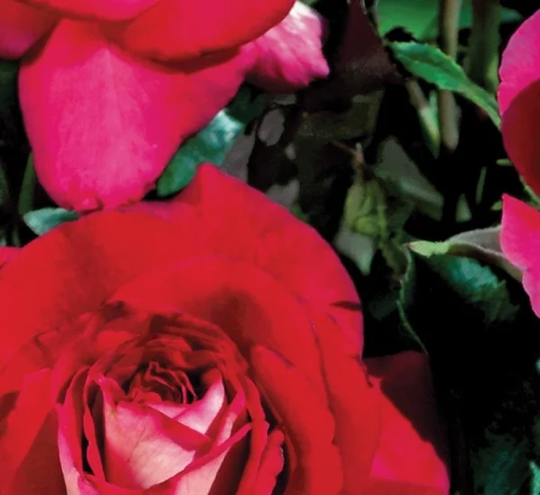 Rosier Or Brun ® Lapbrun