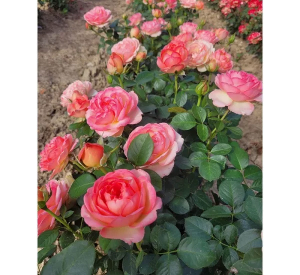 Rosebush Auguste Escoffier ® Meizasmyne