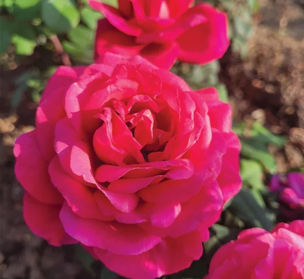 Rosebush Prince Jacques de Monaco ® Reuwin