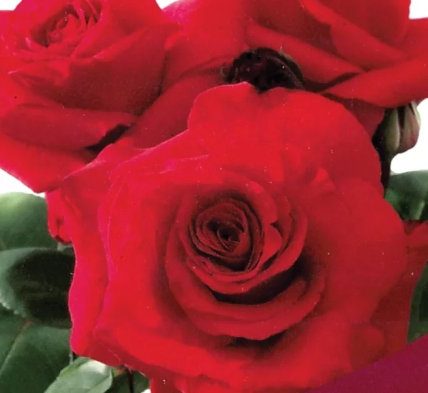 Rosenstrauch Simone Veil® Oracolha