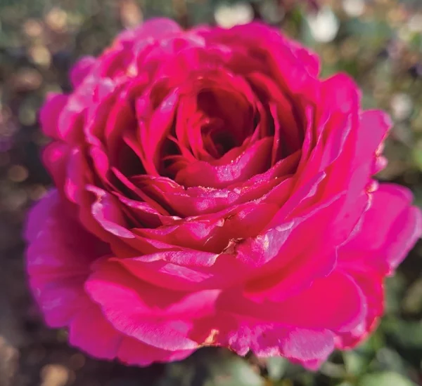 Rosenstrauch Kazatchock ® Oragrapar