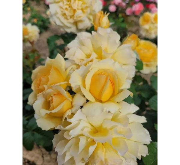 Rosebush Off-Load ® Mattmaf