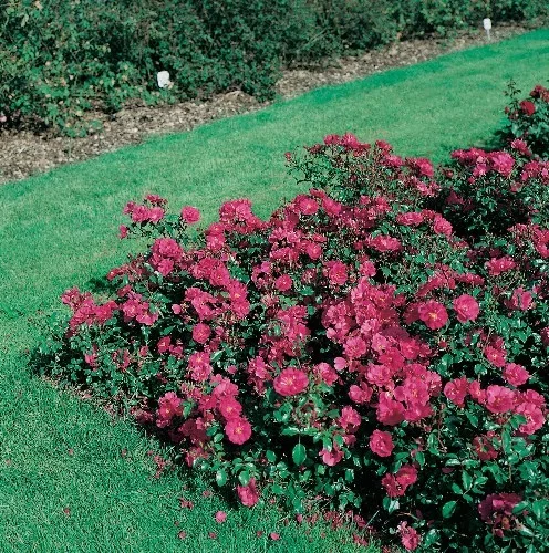 Rosebush Xenia ® Korpinka