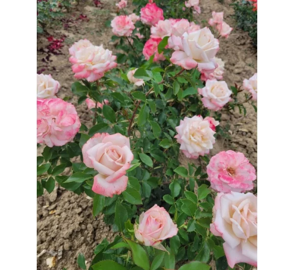 LYON LUMIERES ® Meivanae